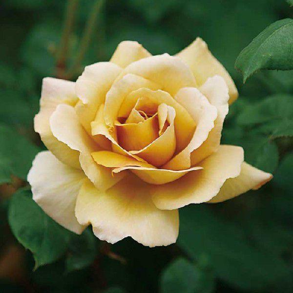 o [ WA ] tc (Vc) IWn  lG  (H.T)  |s[[Y oc KN (2508h)