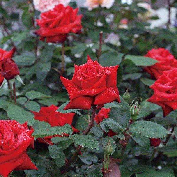 o [ CObho[O} ] Hc c   lG (H.T) |s[[Y ֌n  oc KN (2508)