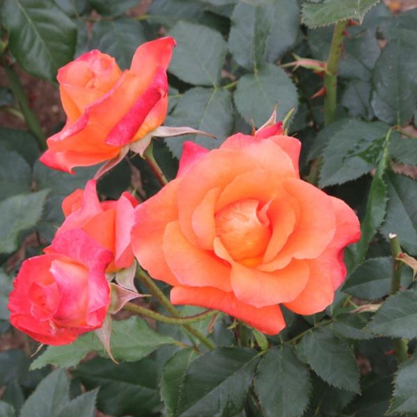 o [ vZX~`R ] Hc c   F lG (FL)oc KN  (2508)