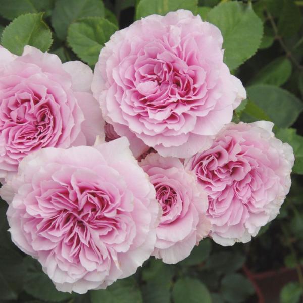 o [ Ӂiӂj ] tc (Vc) sNn  lG (H.T) F&amp;G[Y lI_ oc KN (2508h)