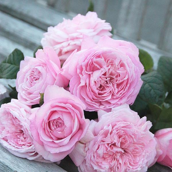 o [ K ] tc (Vc) sNn  lG (H.T) F&amp;G[Y lI_ oc KN (2508h)