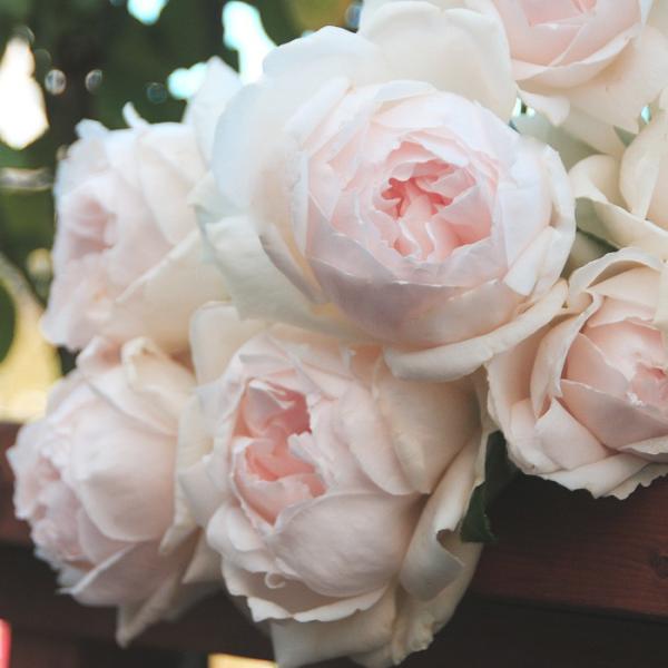 o [ ؏i傤j ] tc (Vc) sNn  lG (S) F&amp;G[Y lI_ oc KN (2508h)