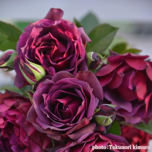 o [ C ] tc (Vc) ԐFn  lG (S) TIGeBX oc KN (2508h)