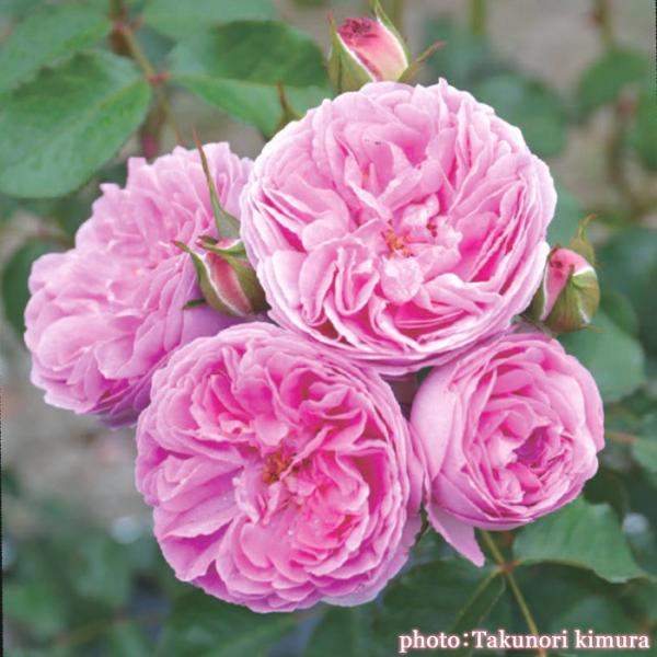 o [ L[(S) ] tc (Vc) lG T@IGeBX oc KN (2508h)