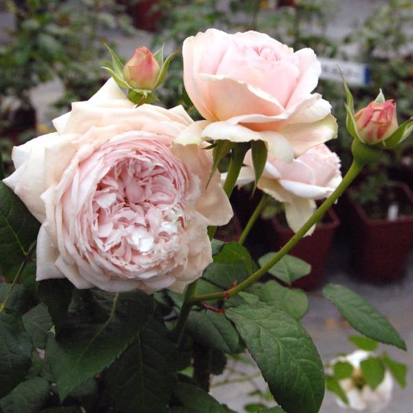 o [ &amp;#174; 傤 ] Hc (c) sNn  lG (H.T)  F&amp;G[Y lI_ oc KN (2508)