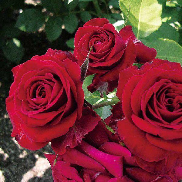 o [ jRpKj[j Niccolo Paganini(FL)  ] tc (Vc) lG |s[[Y ԐFn oc KN (2508h)