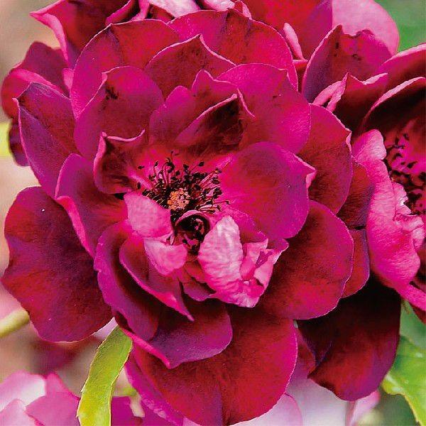 o [ o[KfBACXo[O ] tc (Vc) ԐFn  lG  (FL) |s[[Y oc KN (2508h)