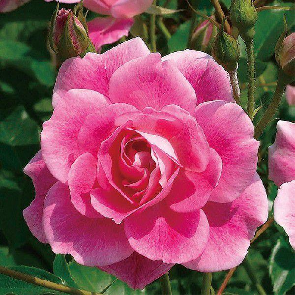 o [ uAgsNACXo[O ] tc (Vc) sNn  lG (FL) |s[[Y oc KN (2508h)