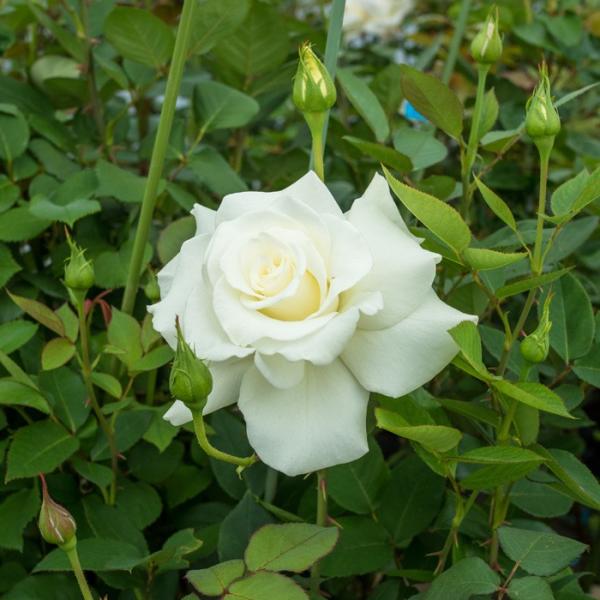 o [ WFPlfB ] Hc (c)  Fn  lG iH.Tjo[i[  oc KN (2508)