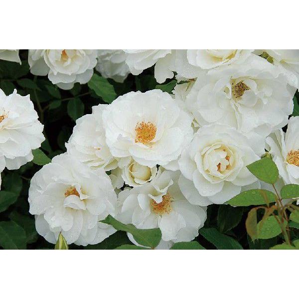 o [ ACXo[O ] tc (Vc) n o tc G (CL) NC~O[Y oc KN (2508h)