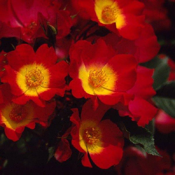 o [ JNe ] tc (Vc) o lG (CL) NC~O[Y oc KN (2508h)