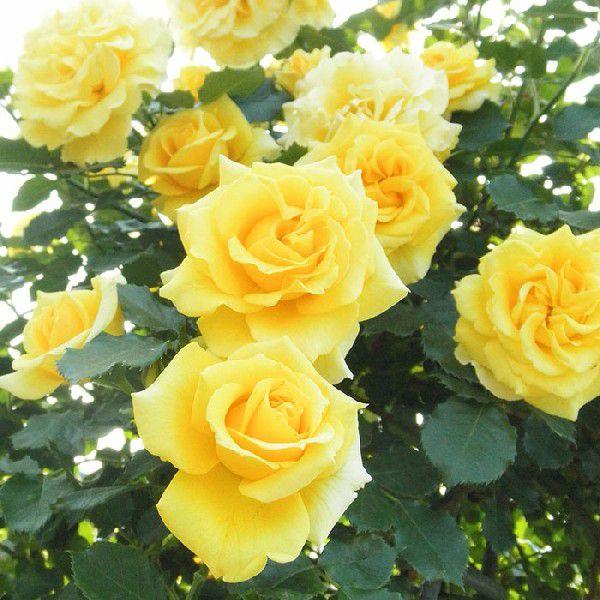 o [ S[hoj[ ] tc (Vc) Fn  o tc G (CL)NC~O[Y oc KN (2508h)