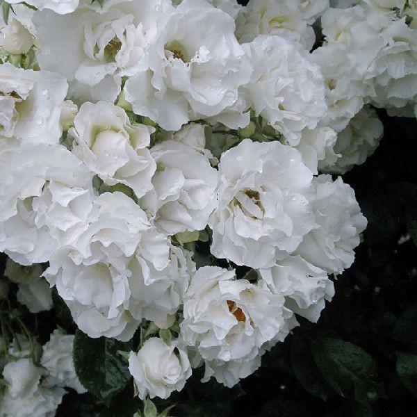 o [ T}[Xm[ ] tc (Vc) o tc  G (CL) NC~O[Y oc KN (2508h)