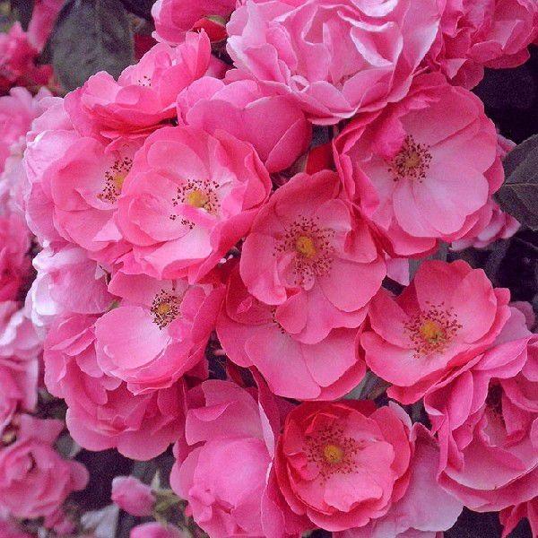 o [ AWF(CL) ] tc (Vc) lG o tc NC~O[Y oc KN (2508h)