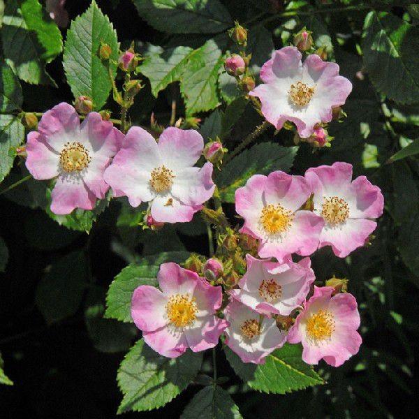 o [ o[iBallerina(CL) ] tc (Vc) lG o tc NC~O[Y sNn oc KN (2508h)