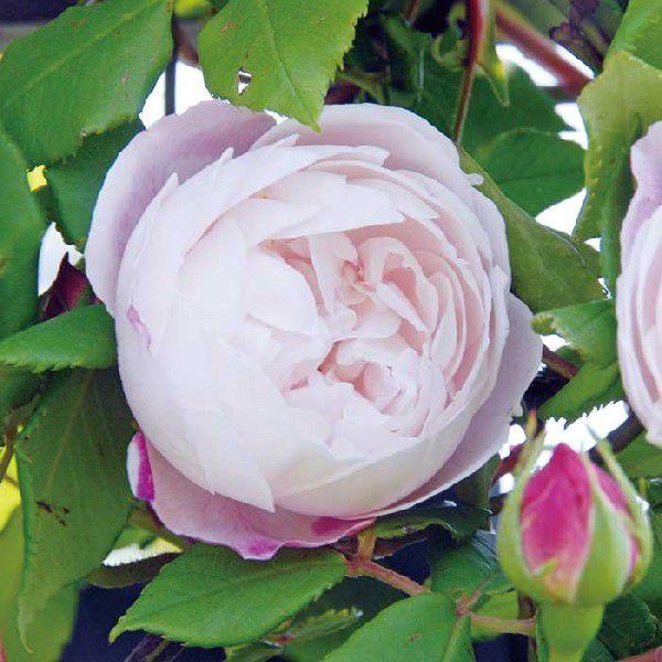 バラ マダムピエールオジェ 秋苗 大苗 ピンク系 二季咲 ブルボン オールドローズ バラ苗 薔薇 2108 京阪園芸 Paypayモール店 通販 Paypayモール