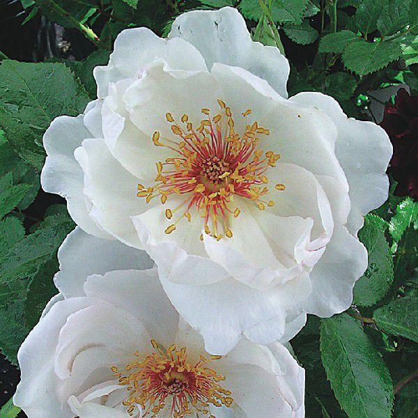 o [ WN[kfv ] tc (Vc) n  olG  (CL) NC~O[Y oc KN (2508h)