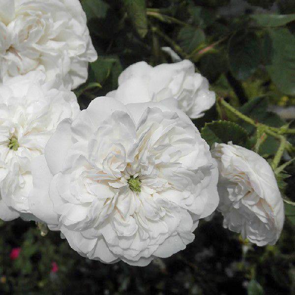 苗 オールドローズ マダムの人気商品 通販 価格比較 価格 Com