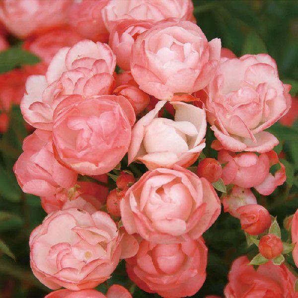 o [ }SRX^[ ] Hc (c)  sNn  lG (Pol) oc KN (2508)