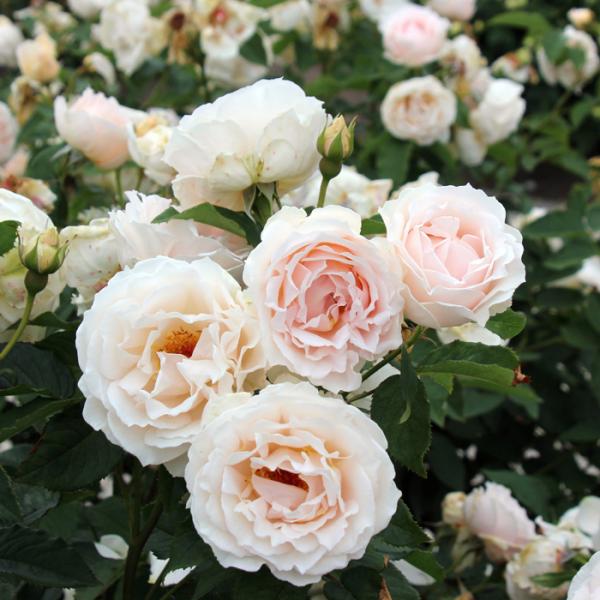 o [ F[ ] Hc c sNn lG TIGeBX oc KN  (2508)