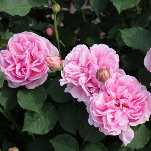 o [ v^ ] tc (Vc) sNn  lG iH.Tj[Leprintemps]TIGeBX oc KN (2508h)