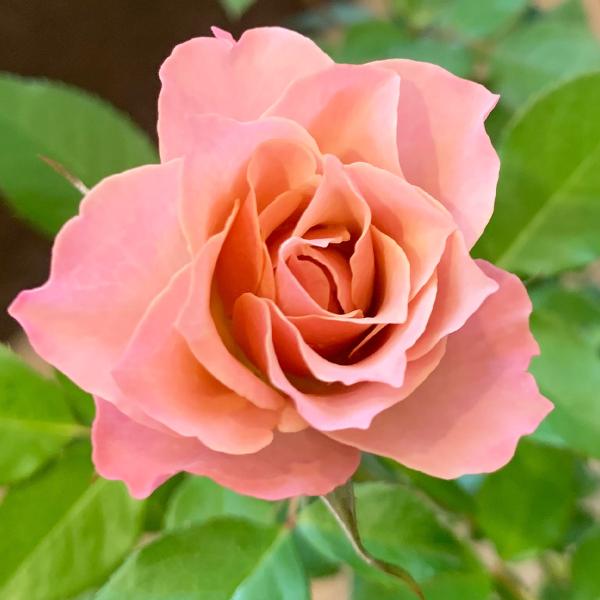 薔薇　バラ keihan-engei_1900s