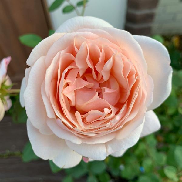 G*い様 和ばら　花弁の光沢が美しい四季咲きのバラ苗 和ばら 花弁の光沢が美しい四季咲きのバラ苗 - メルカリ