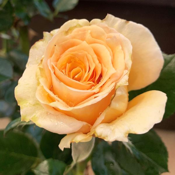 o [ ܂ ] tc (Vc) FIWn lG ㉀| ao oc KN (2508h)