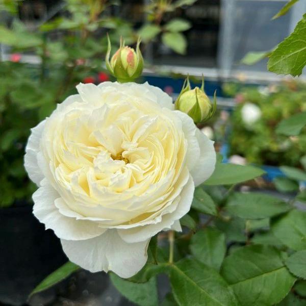 落ち着いた存在感をまとい、アイボリーホワイトの大きな一輪咲きに心を奪われる。中央を気高いイエローに染め、さわやかなティー系を含む香りを漂わせながら、散り際までしっかりと形を保ちます。生育が旺盛でシュートがたくさん出るのも特徴のひとつ。トゲは...