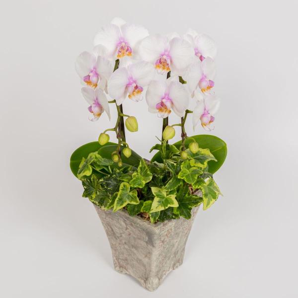 生花 胡蝶蘭 ピンクの人気商品 通販 価格比較 価格 Com