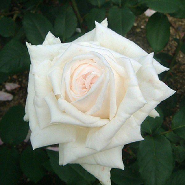 o [ hXfDresden(H.T) ] tc (Vc) lG |s[[Y Fn oc KN (2508h)