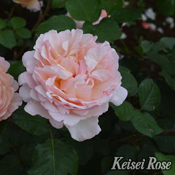 バラ プリンセスシャルレーヌドゥモナコ 秋苗 大苗 四季咲 メイアン バラ苗 薔薇 2108 京阪園芸 Paypayモール店 通販 Paypayモール