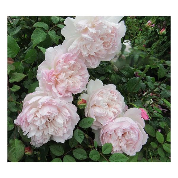 o [ \C ] tc (Vc) sNn  lG F&amp;G[Y [YA}eB[N oc KN (2508h)