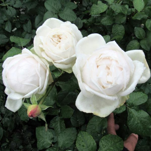 o [ WtB[ ] tc (Vc) lG  (HT) F&amp;G[Y lI_ oc KN (2508h)