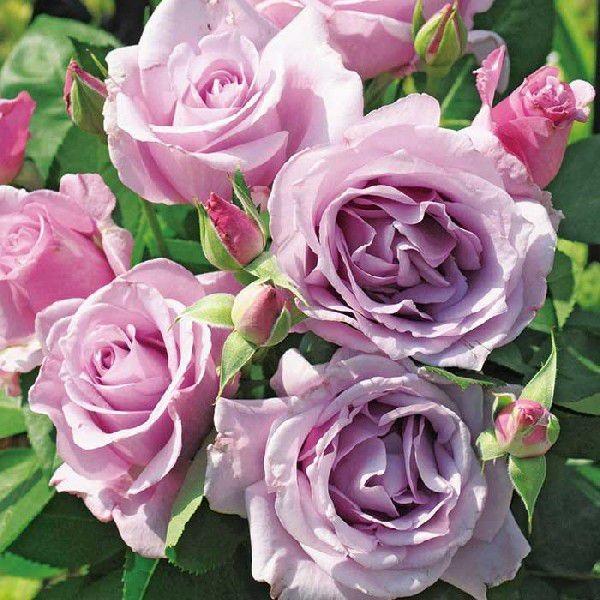 バラ苗 紫 バラ 苗の人気商品 通販 価格比較 価格 Com