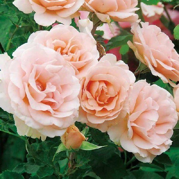 o [ ~ZXACX NEMrs Iris Clow(FL) ] tc (Vc) lG |s[[Y sNn oc KN (2508h)