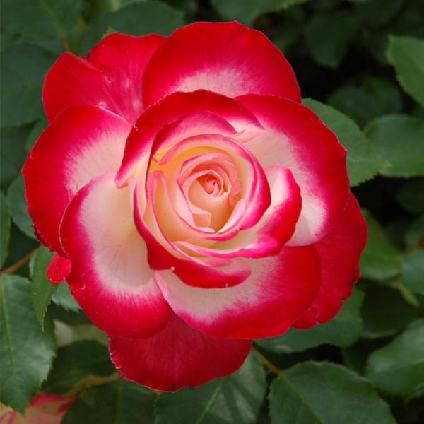 o [ WrfvXhDiR ] tc (Vc) lG  (FL) CA oc KN (2508h)