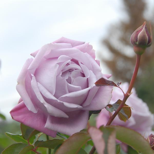 o [ VhDS[ ] Hc (c)  sNlG  (HT)CA |s[[Y oc KN (2508)