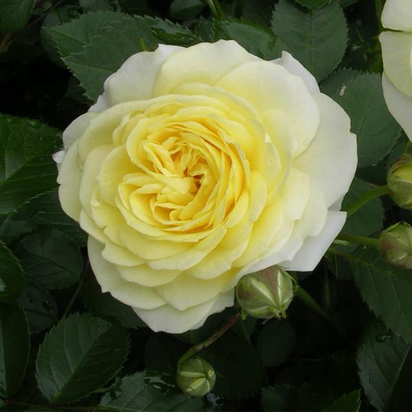 バラ [ ゴールデンボーダー ] 秋苗 大苗 四季咲き 黄色系 バラ苗 薔薇