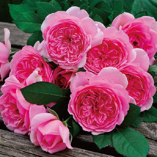 バラ ローズポンパドゥール 秋苗 大苗 ピンク系 四季咲 Roseponpadour S デルバール バラ苗 薔薇 28 32a 京阪園芸ヤフー店 通販 Yahoo ショッピング