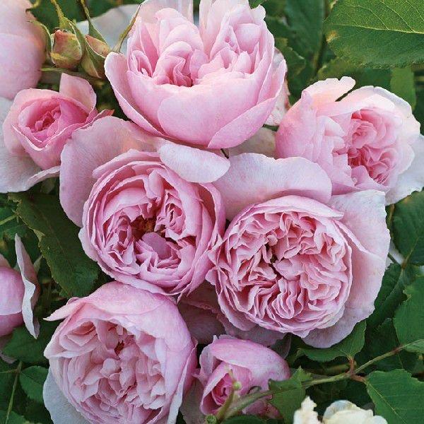 o [ sNrbg ] tc (Vc) sNn  lG (S) F&amp;G[Y ao oc KN (2508h)