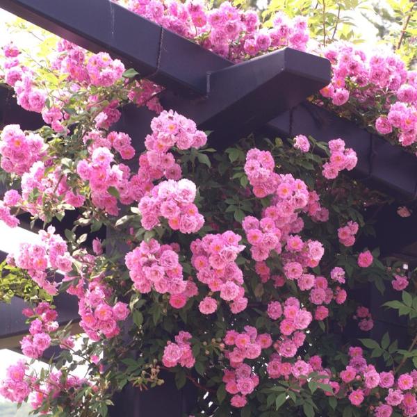 o [ }jg[u u[iRj ] tc (Vc) G o tc NC~O[Y oc KN (2508h)