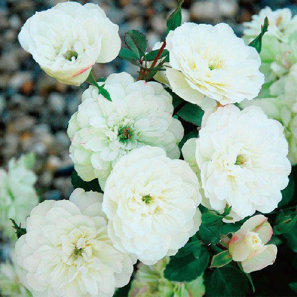 o [ O[ACX ] Hc c Fn lG  (Mini) oc KN (2508)