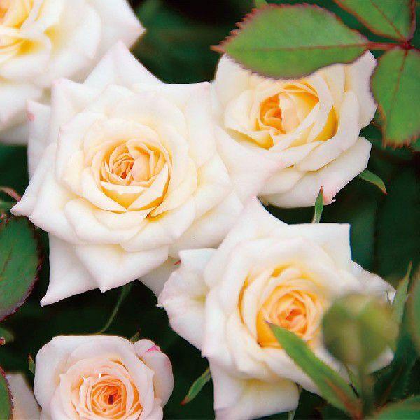 o [ ~L[EFC ] Hc c  Fn  lG [MilkyWay](Mini) ㉀| F&amp;G[Y ZNV oc KN  (2508)