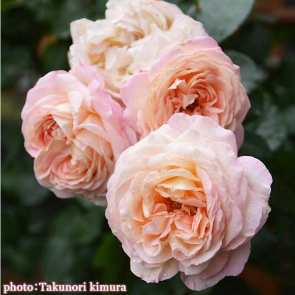 o [ I[u ] Hc o (CL) lG TIGeBX (2508)