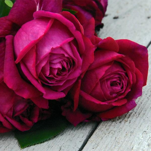 o [ bh_Ch ] tc (Vc) Ԍn  lG (H.T) F&amp;G[Y lI_ oc KN (2508h)