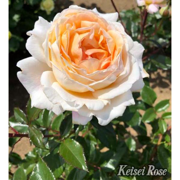 バラ 苗の人気商品 通販 価格比較 価格 Com