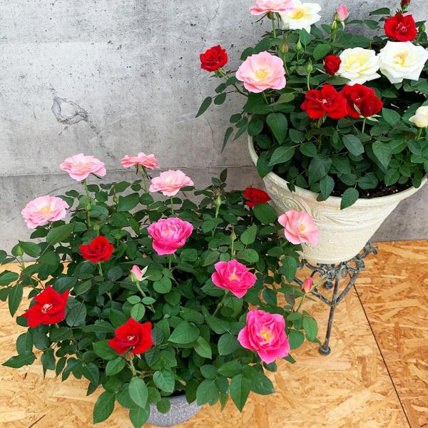 バラ 鉢植え プレゼント 生花の人気商品 通販 価格比較 価格 Com