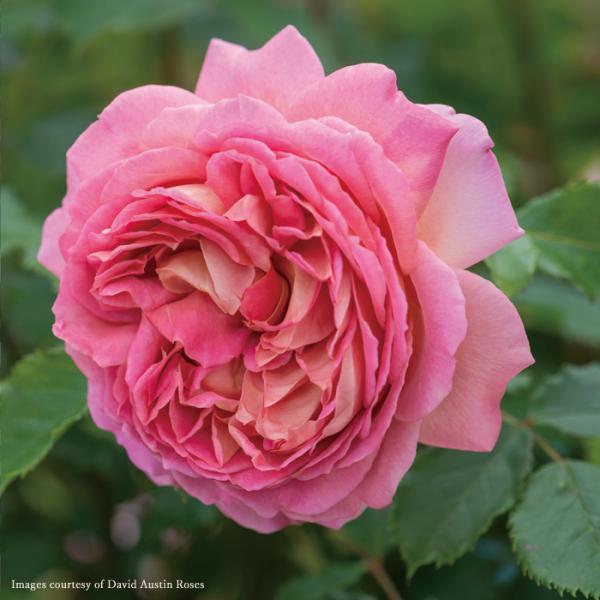 o [ Wr[Zu[V Jubilee Celebration (Aushunter) ] Hc Ԃ sNn frbhI[X` CObV[Y oc KN (2508e)