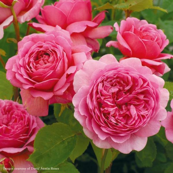 o [ vZXALThIuPg (Ausmerchant)vHc (c) Ԃ sNn frbgI[X` CObV[Y oc KN (2508e)